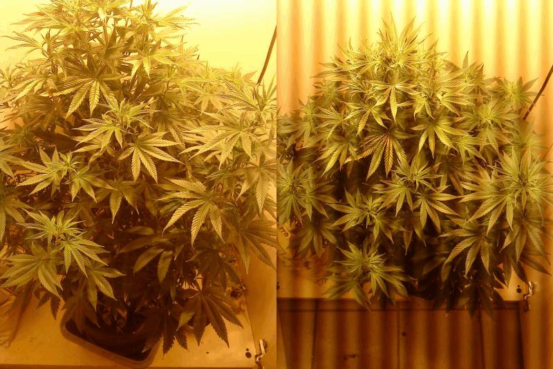 White widow