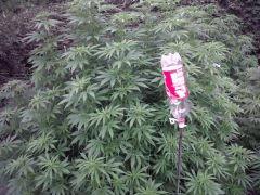 White russian 17.07
