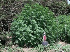 White russian 20.06