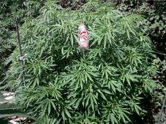 Afghan kush Black domina 20.06