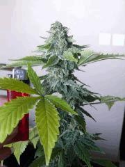 Great White Shark de GreenHouseSeed
