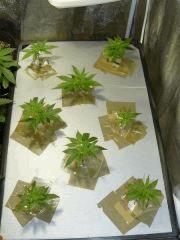 Nft cro+2