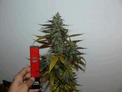 PS Early Maroc F 43 #2