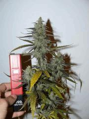 PS Early Maroc F 43 #1