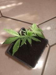 weed buble