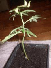 DSCF4619