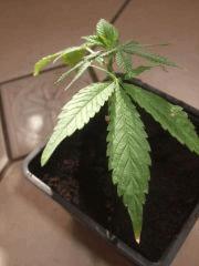 weed buble