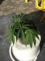 DSCF4524