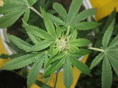 DSCF4672