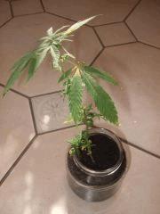bouture weed buble