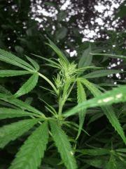 Micro buds de Cheese X