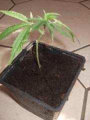 weed buble