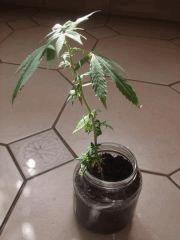 bouture weed buble