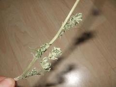 DSCF4779