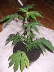 DSCF4601