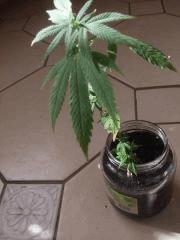 bouture weed buble