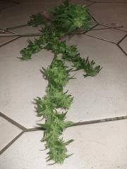 23.09 (9)