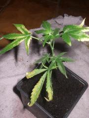 DSCF4618