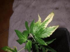 DSCF4621
