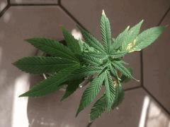 bouture weed buble