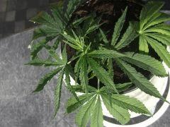 DSCF4523