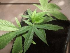weed buble