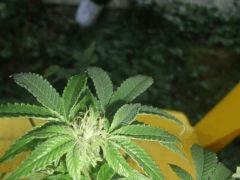 DSCF4671