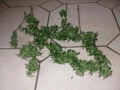 23.09 (18)