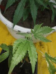 DSCF4665