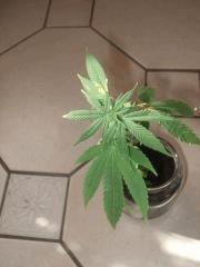 bouture weed buble