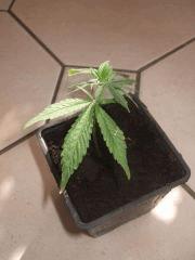 weed buble