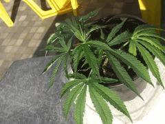 DSCF4522