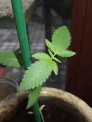 17juillet2011Babyw8