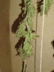 AmnesiHaze (13)