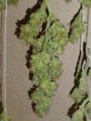 AmnesiHaze (36)