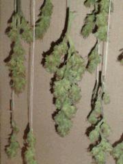 AmnesiHaze (4)