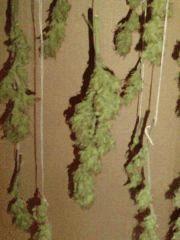 AmnesiHaze (16)