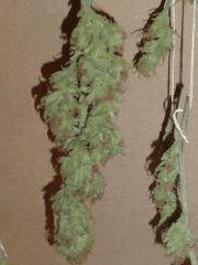 AmnesiHaze (20)