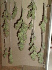 AmnesiHaze (2)