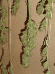 AmnesiHaze (10)