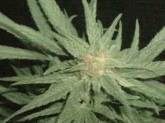 haze