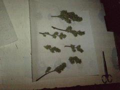 AmnesiHaze (30)