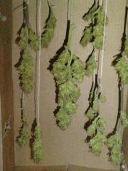 AmnesiHaze (1)