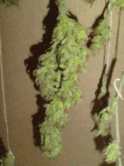 AmnesiHaze (14)