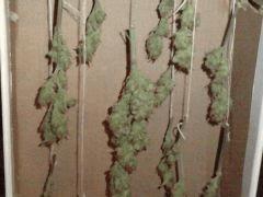 AmnesiHaze (11)