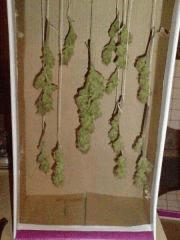 AmnesiHaze (7)