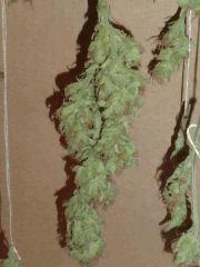 AmnesiHaze (18)