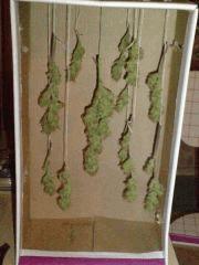 AmnesiHaze (8)