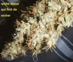 00 bud