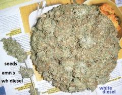 2 1 wh d
